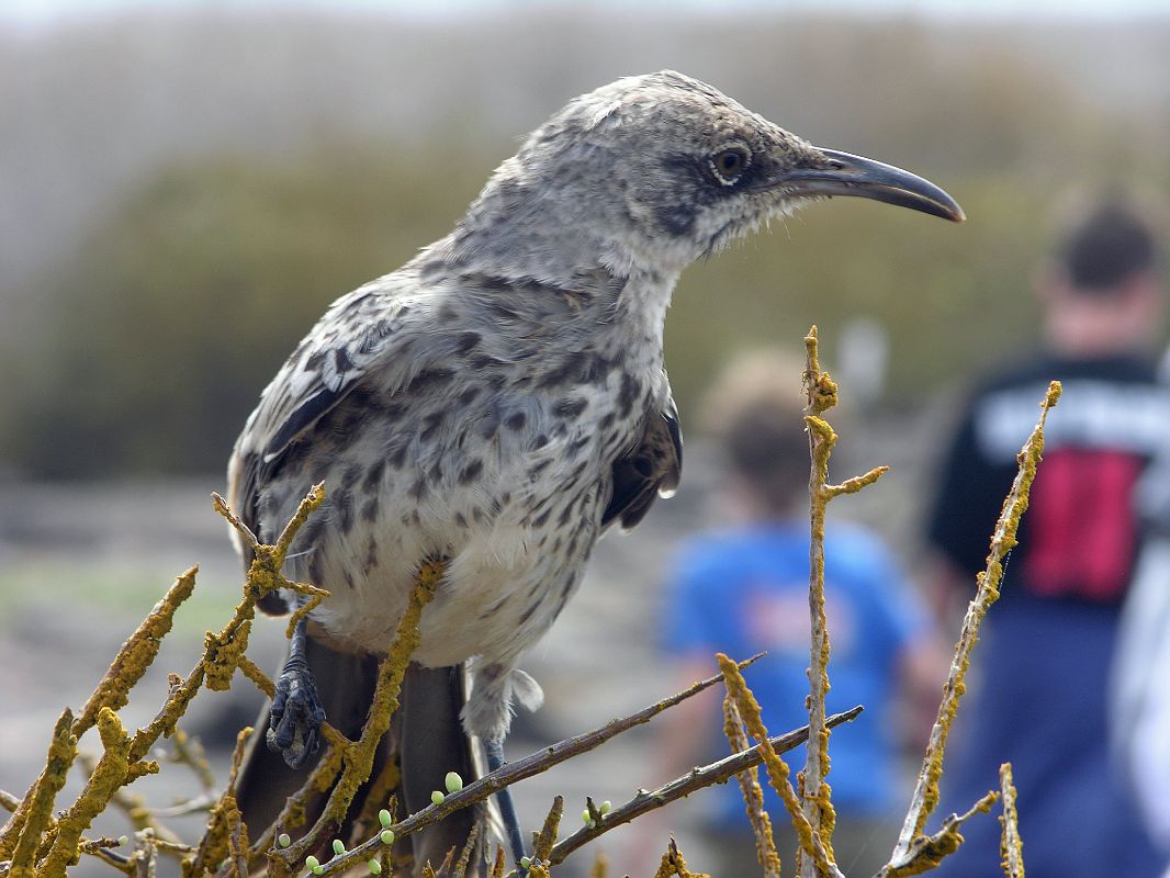 Galapagos 3-1-08 Espanola Punta Suarez Hood Mockingbird